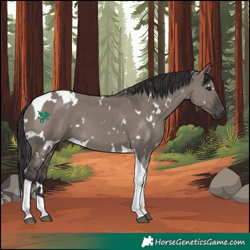 Horse Color:White Spotted Smoky Grullo Tobiano 