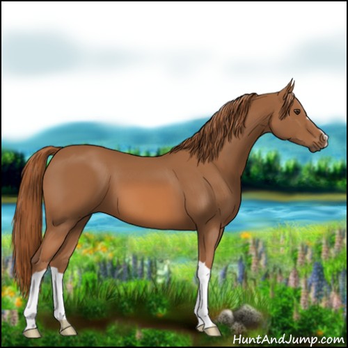 Horse Color:Chestnut 