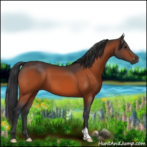 Horse Color:Bay 