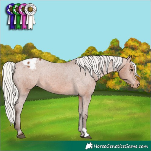 Horse Color:Silver Bay Appaloosa 