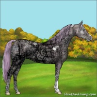 Horse Color:Watercolor Chocolate Palomino Ice Pearl Onyx 