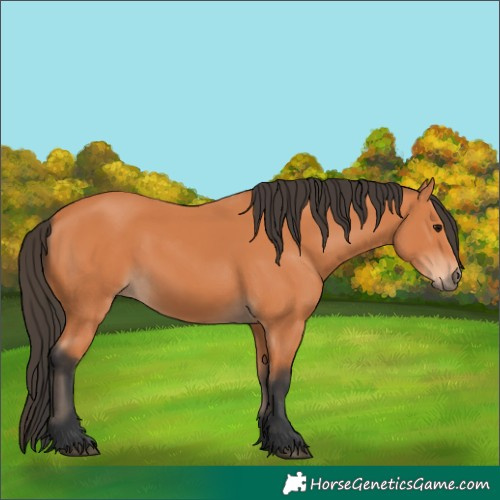 Horse Color:Bay 