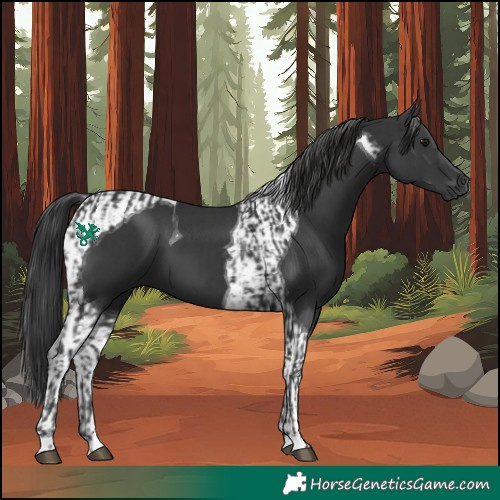 Horse Color:Black  and Black Tobiano 
