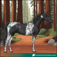 Horse Color:Black and Black Tobiano