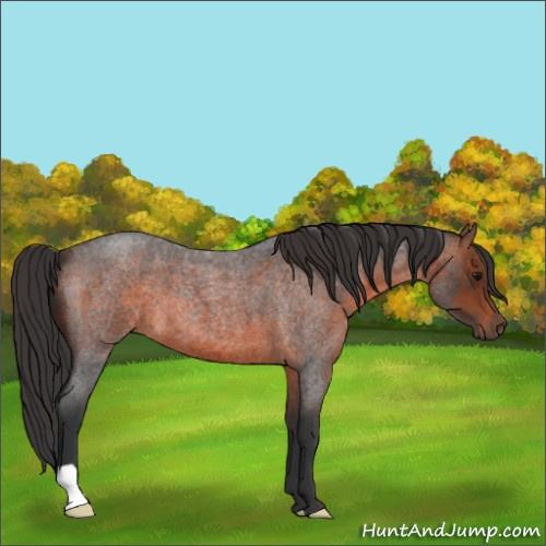 Horse Color:Brown Roan 