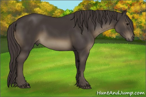 Horse Color:Smoky Black 
