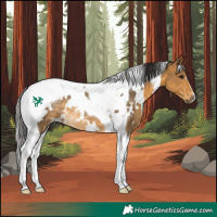 Horse Color:White Spotted Buckskin Tobiano Rabicano