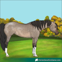 Horse Color:Brown Dun 