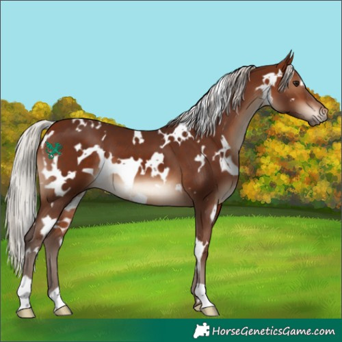 Horse Color:White Spotted Silver Bay