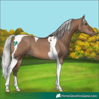 Horse Color:Silver Brown Dun Tobiano 