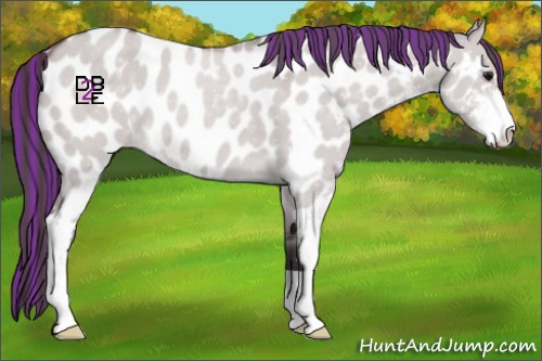 Horse Color:Platinum Painted Buckskin Dun Sabino Appaloosa 