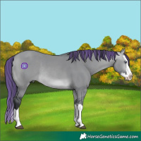 Horse Color:Painted Brown Chinchilla Dun Splash Rabicano 