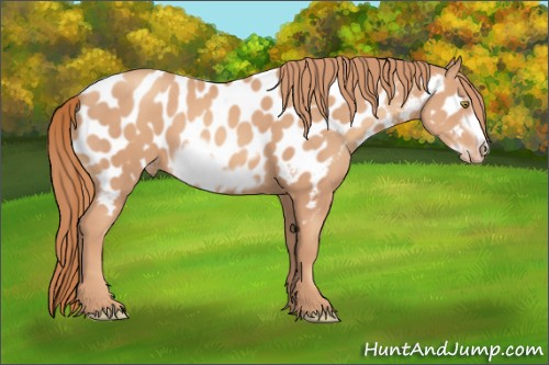 Horse Color:Gold Champagne Frame Appaloosa 