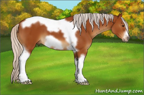 Horse Color:Silver Buckskin Tobiano Frame 