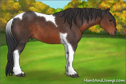 Horse Color:Brown Tobiano 