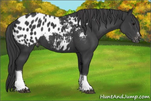 Horse Color:Black Sabino Tobiano Appaloosa 