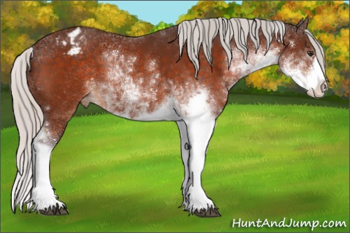 Horse Color:Silver Brown Sabino Appaloosa 