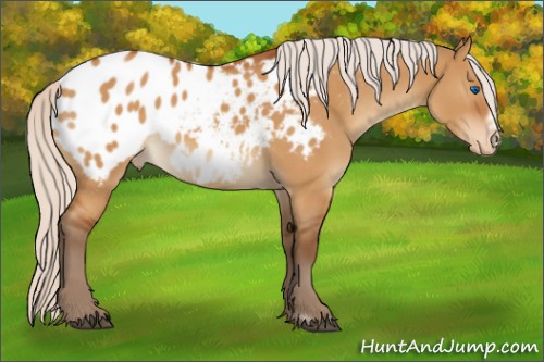 Horse Color:Silver Buckskin Dun Frame Appaloosa 
