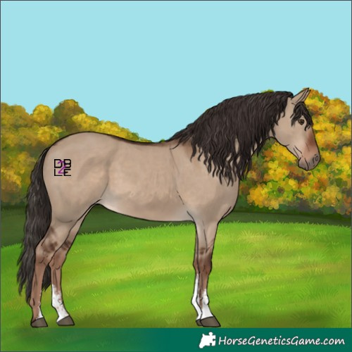 Horse Color:Liver Red Dun Sabino
