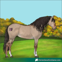 Horse Color:Liver Red Dun Sabino 