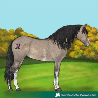 Horse Color:Brown Dun Sabino 