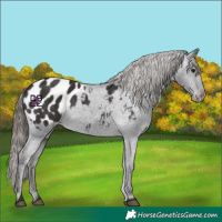 Horse Color:Smoky Black Appaloosa 