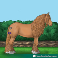 Horse Color:Chestnut 