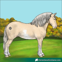 Horse Color:White Spotted Gold Cream Champagne 