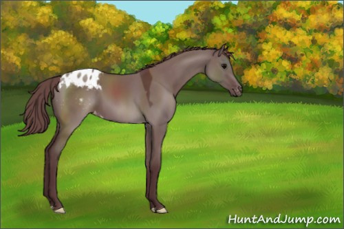 Horse Color:Chocolate Grullo Appaloosa 