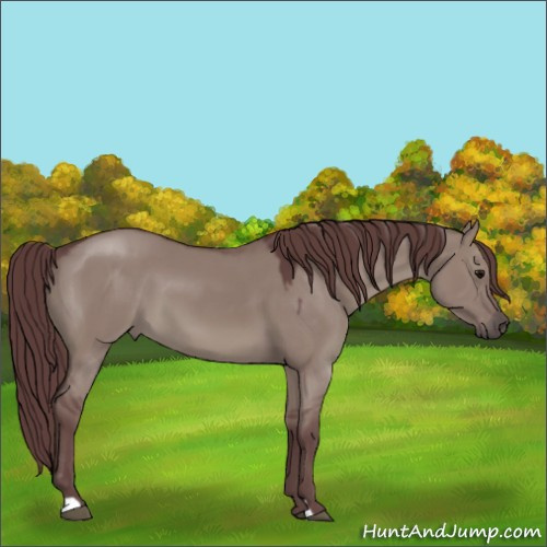 Horse Color:Chocolate Grullo 