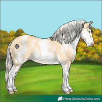 Horse Color:White Spotted Gold Cream Champagne 