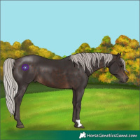 Horse Color:Silver Brown 