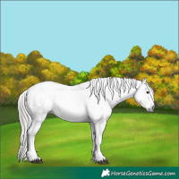 Horse Color:Gray White Spotted Black Appaloosa  and Gray White Spotted Black Appaloosa Rabicano 