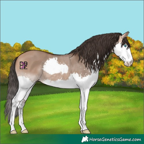 Horse Color:Bay Dun Splash 
