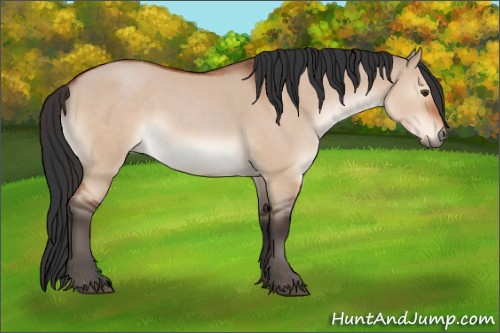 Horse Color:Brown Dun Sabino Rabicano 