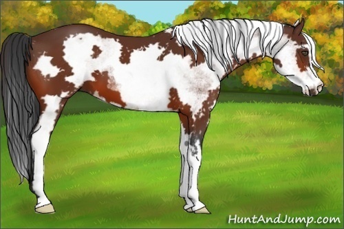Horse Color:White Spotted Bay Frame