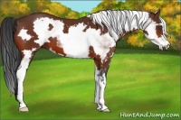 Horse Color:White Spotted Bay Frame