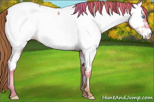 Horse Color:Smoky Black Pearl Appaloosa 