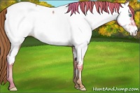 Horse Color:Smoky Black Pearl Appaloosa 