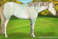 Horse Color:Smoky Black Pearl Mushroom 