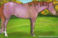 Horse Color:Chocolate Buckskin Pearl Rabicano