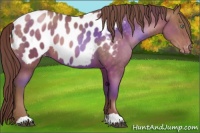 Horse Color:Brown Pearl Appaloosa