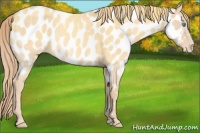 Horse Color:Chocolate Perlino Near Leopard Rabicano