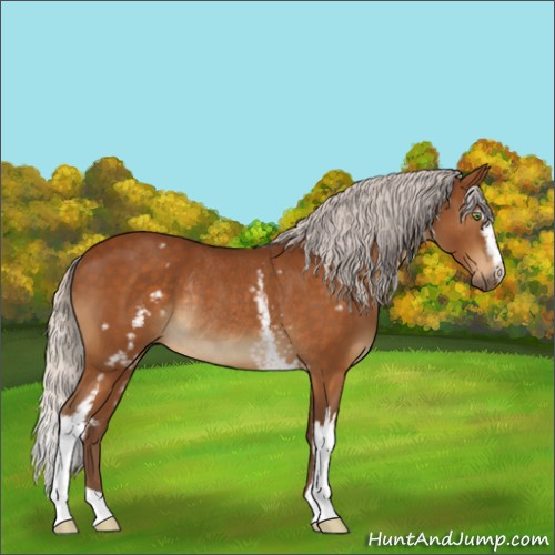 Horse Color:White Spotted Silver Buckskin Rabicano 