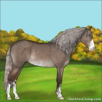 Horse Color:Silver Brown Dun Mushroom Sabino 