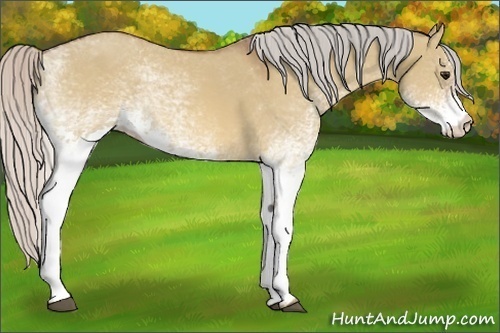 Horse Color:White Spotted Silver Bay Dun 