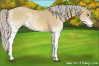 Horse Color:White Spotted Silver Bay Dun