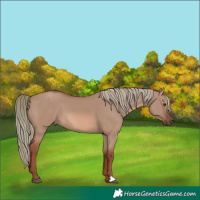 Horse Color:Red Dun Mushroom 