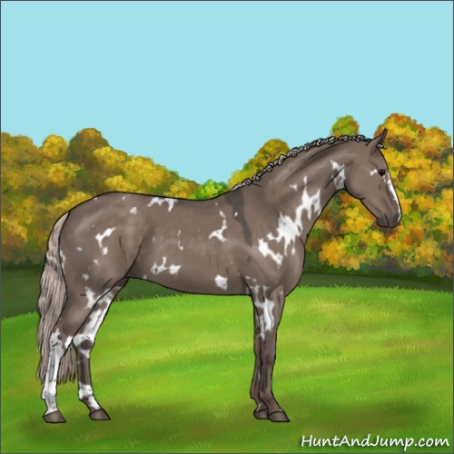 Horse Color:White Spotted Silver Grullo 