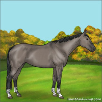 Horse Color:Grullo  and Grullo 